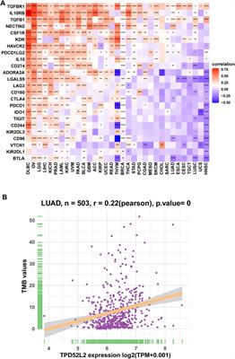 TPD52L2 Is a Prognostic Biomarker and Correlated With Immune Infiltration in Lung Adenocarcinoma